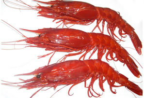 Carabineros